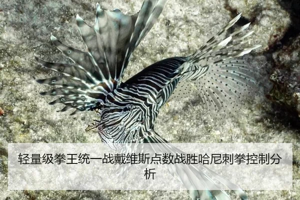 轻量级拳王统一战戴维斯点数战胜哈尼刺拳控制分析
